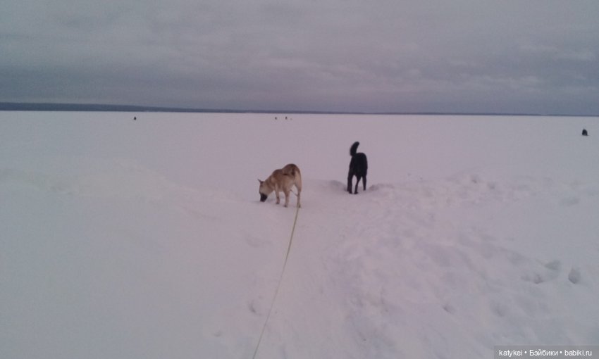 Как Риша ходила шарики смотреть