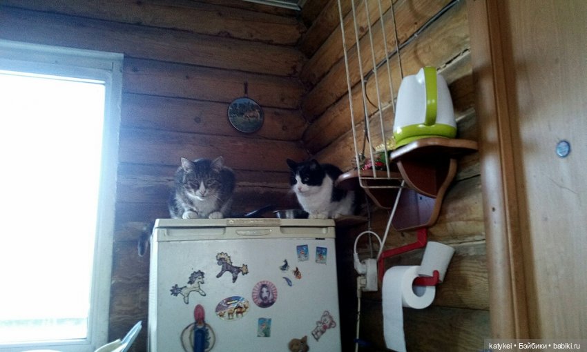 День котиков — Коллекционные игрушки и фигурки: Lego (фото 2)