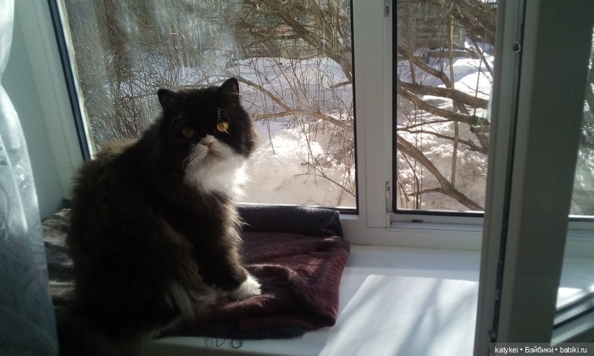 День котиков — Коллекционные игрушки и фигурки: Lego