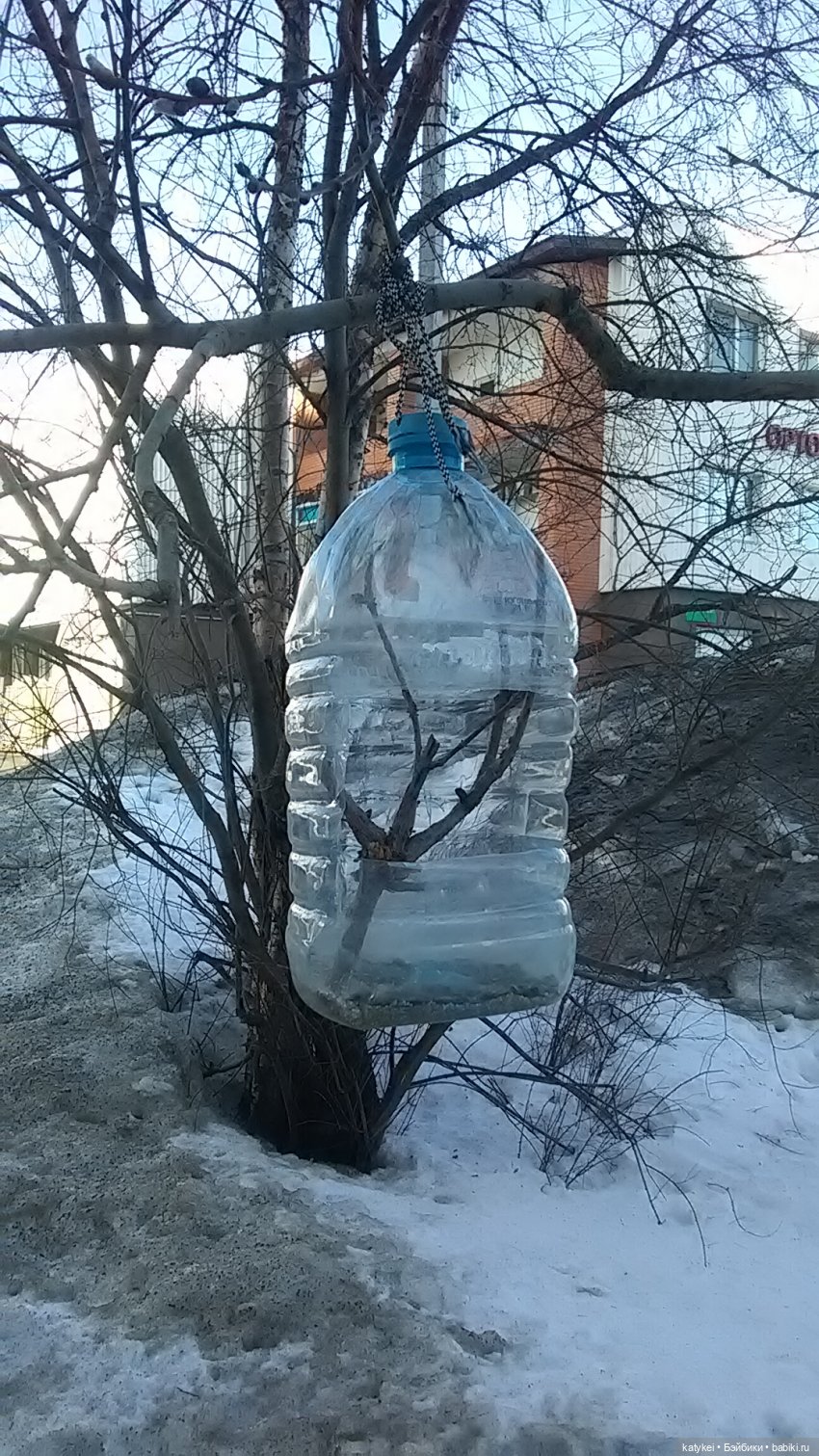 Силк любит милк. И гулять (фото 2)