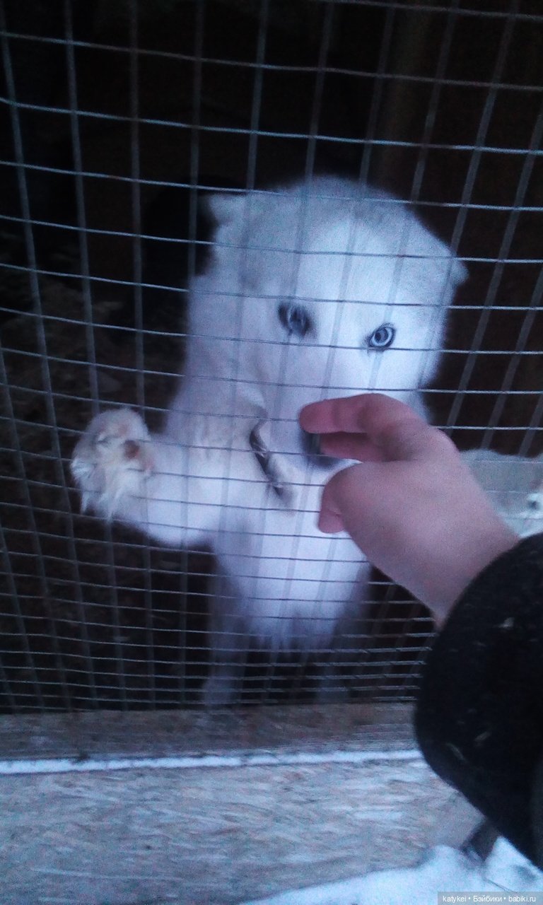 Котоблог. Какие хаски самые хасочные (фото 3)