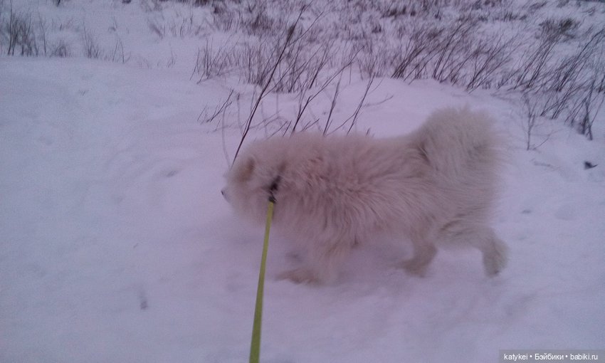 Котоблог. Какие хаски самые хасочные (фото 7)