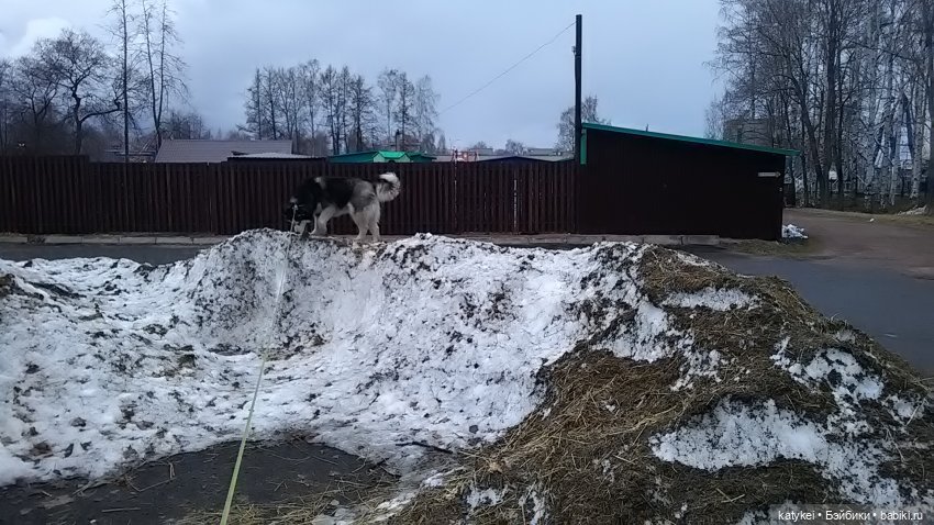 Котоблог. Какие хаски самые хасочные