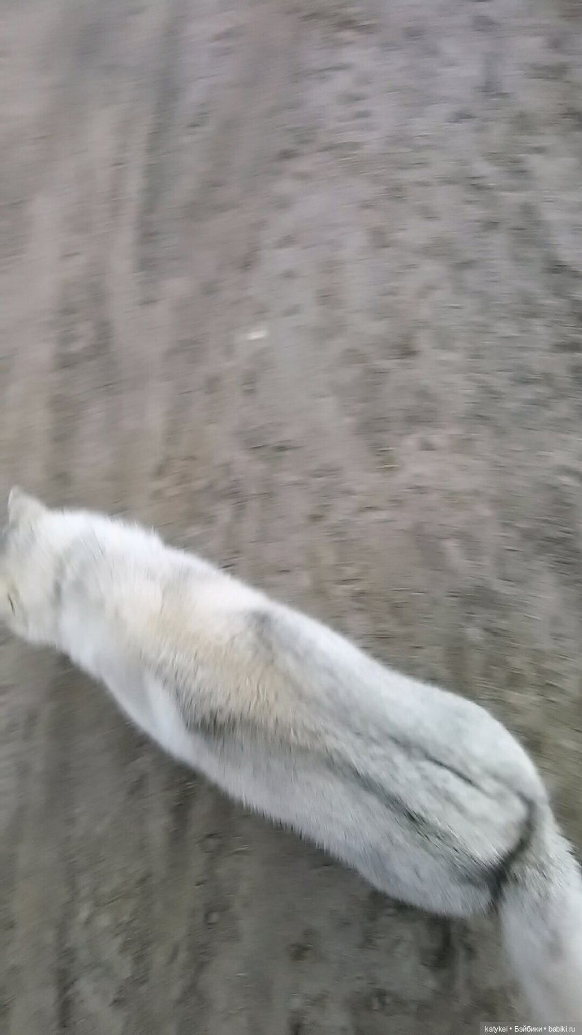 Котоблог. Какие хаски самые хасочные (фото 9)