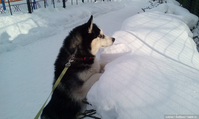 Котоблог. Какие хаски самые хасочные (фото 5)