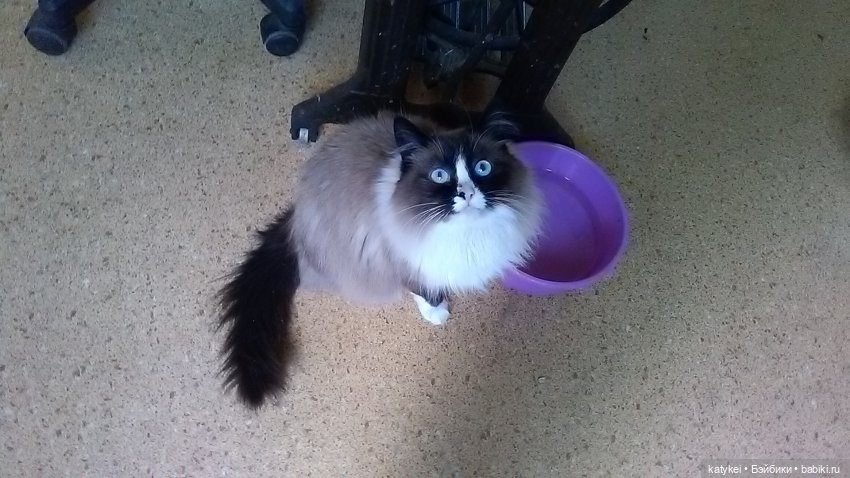 Плоский (почти) мир. 3 года на сайте (фото 5)