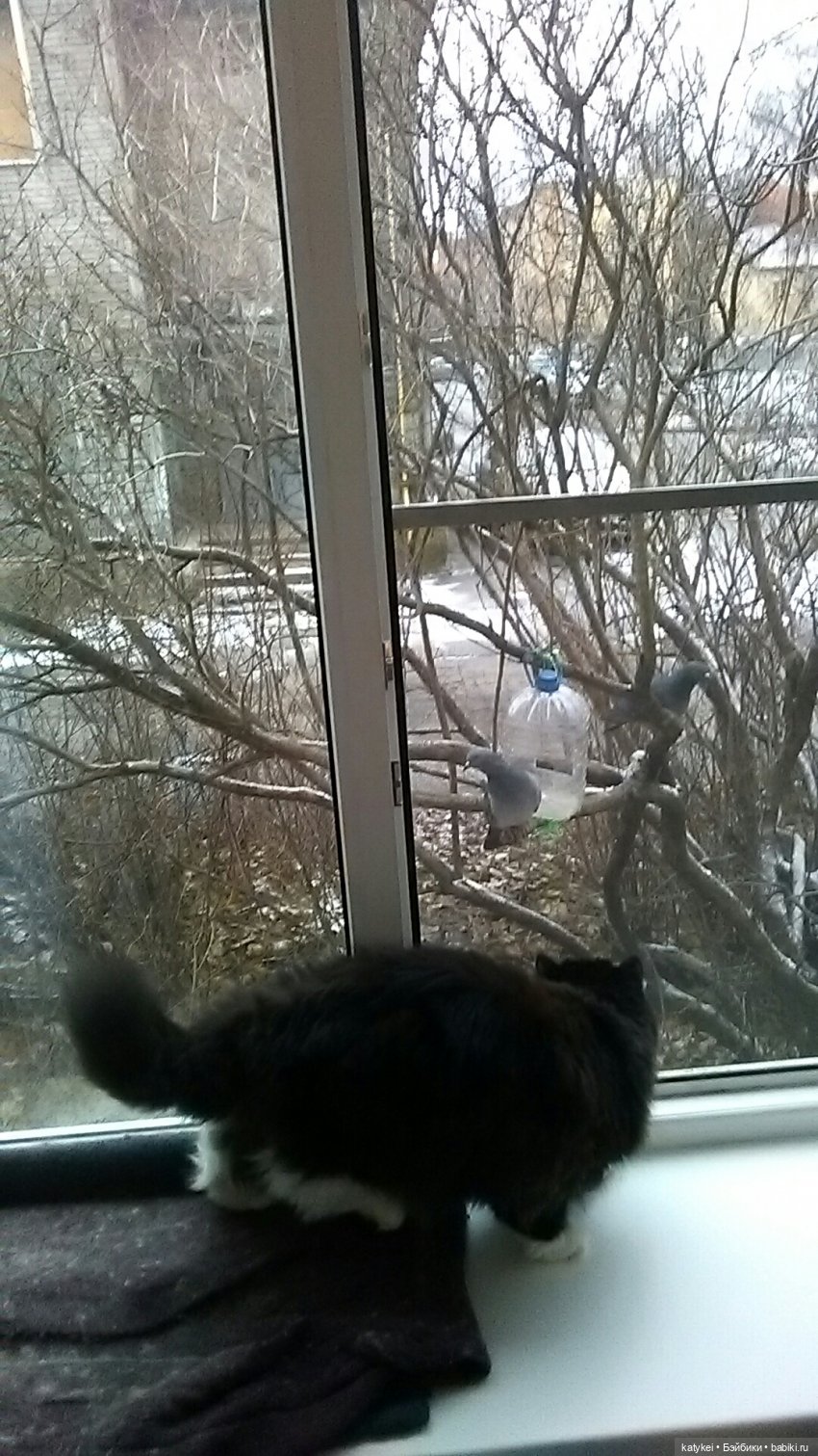 День чёрных котиков | Бэйбики День чёрных котиков — Интересные игрушки и фигурки (разное): редкие