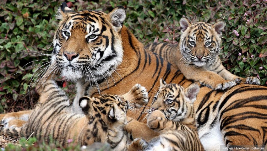 Зверомамы | Бэйбики Зверомамы — Интересные игрушки и фигурки (разное): редкие