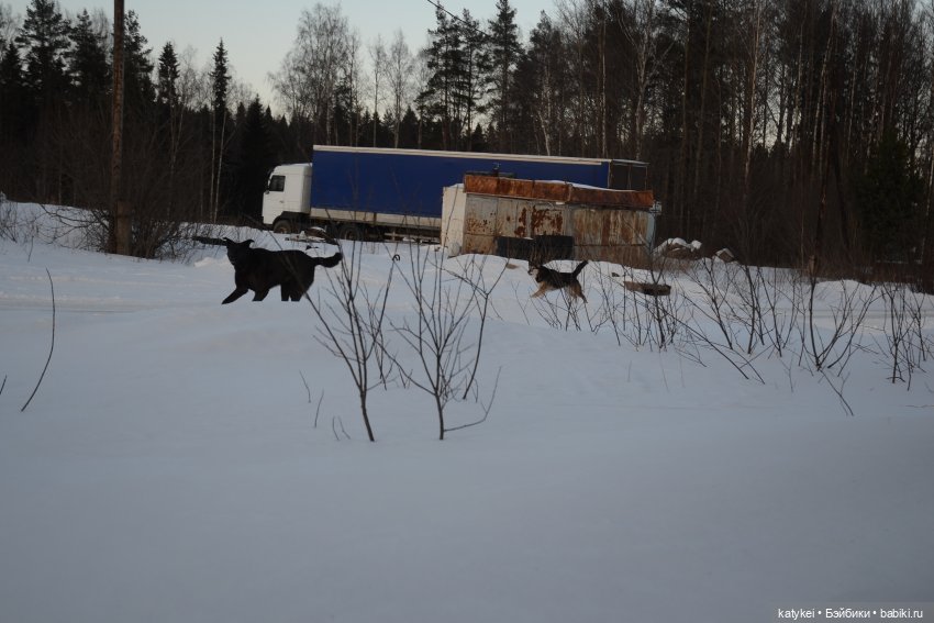 Котам – Масленица! (постконкурс) (фото 2)