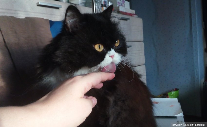 Котам – Масленица! (постконкурс) (фото 6)