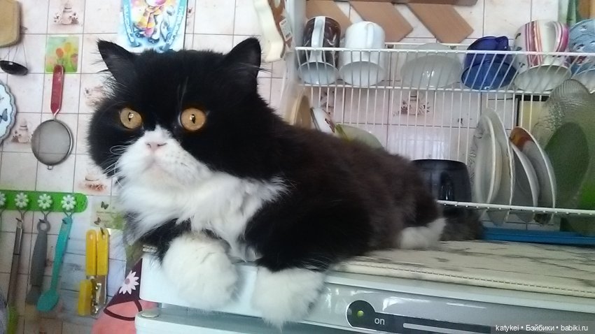 Котам – Масленица! (постконкурс) (фото 5)