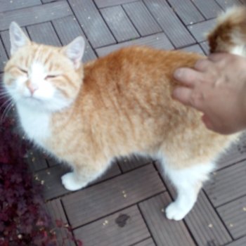 День благодарности рыжим котам 1 сентября