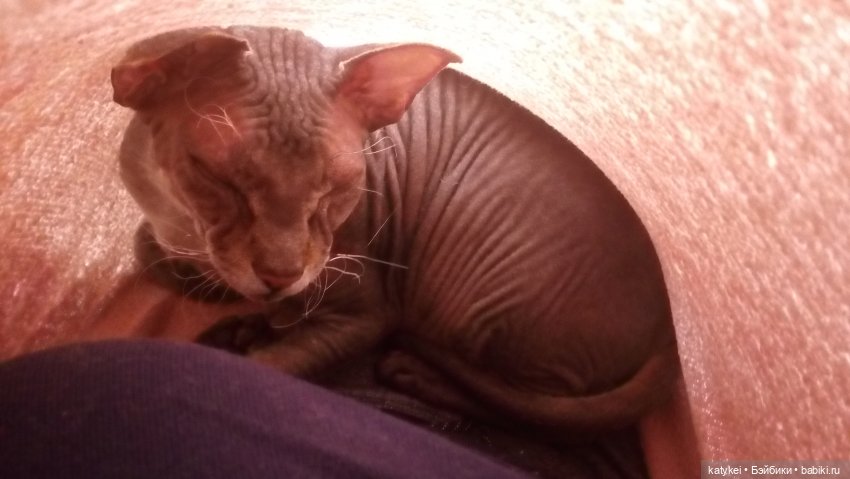 Белла Мяу и осенние листья (и опрос) (фото 2)