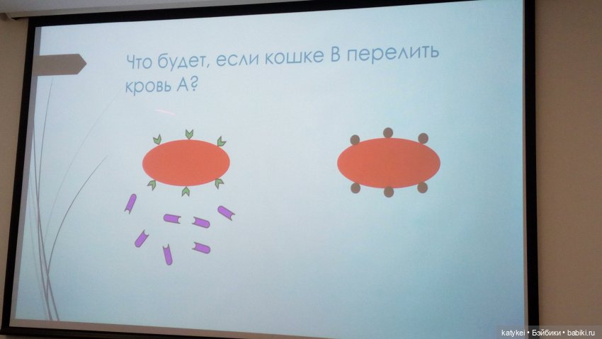 Бирюза, Красноух и Полосатик на Ветеринарной конференции (фото 2)