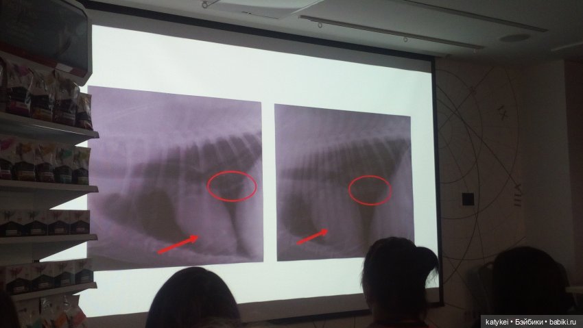 Бирюза, Красноух и Полосатик на Ветеринарной конференции (фото 3)