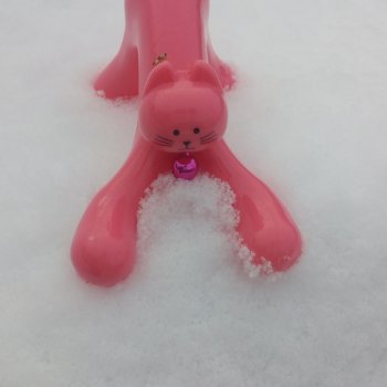 День домашних животных