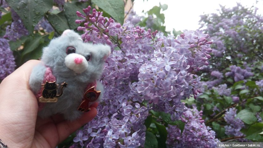 Всё цветёт. Пушин и Ко. 9 мая (фото 7)