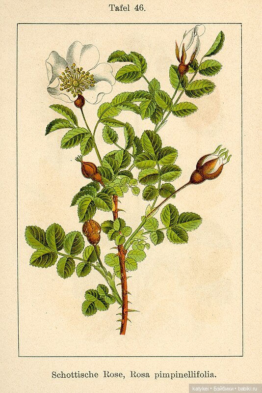 Роза ругоза | Бэйбики Роза ругоза — Коллекционные игрушки и фигурки: Lego (фото 2)