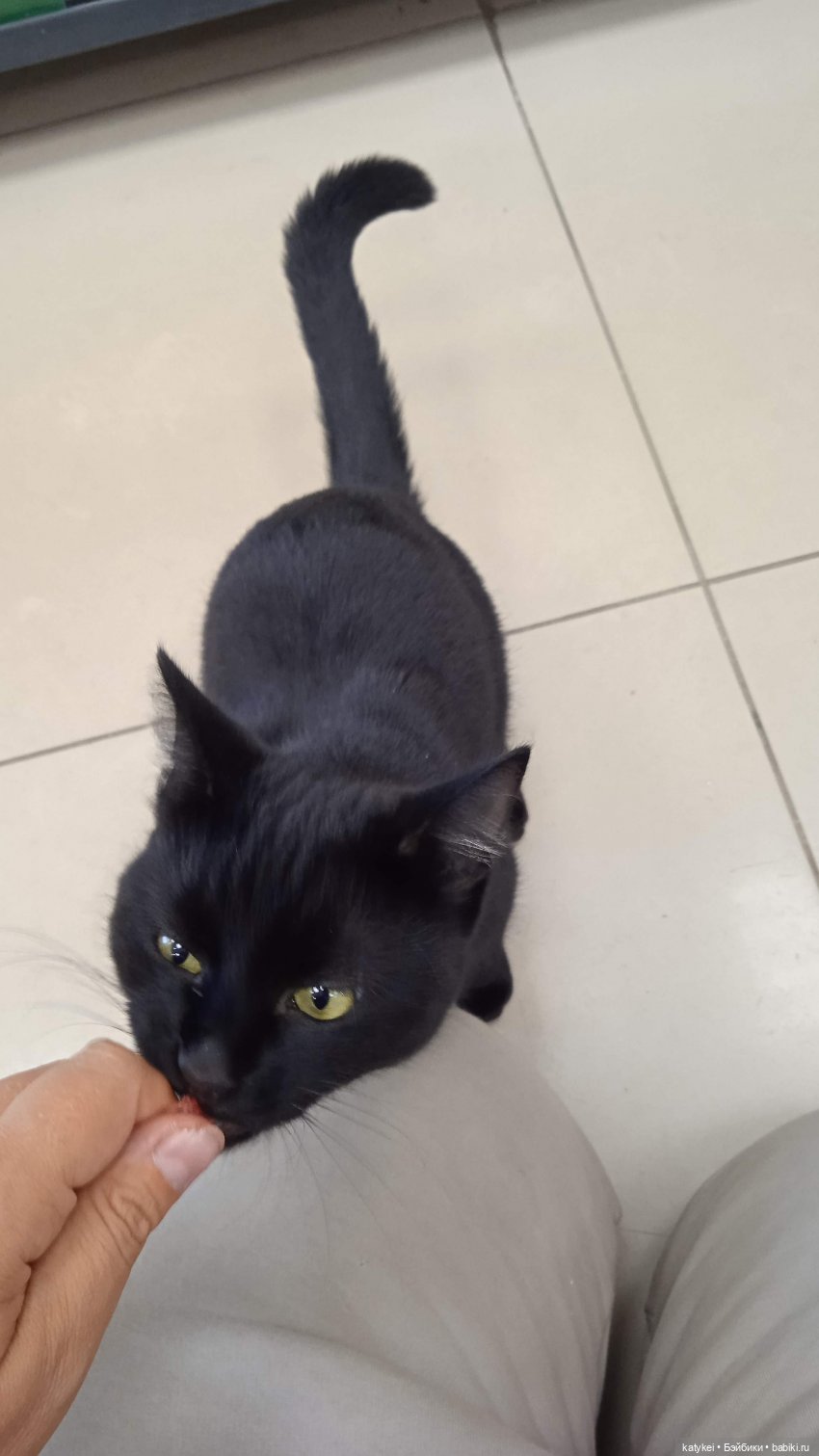 Шмель-стайл Кошечка — Коллекционные игрушки и фигурки: Lego (фото 2)