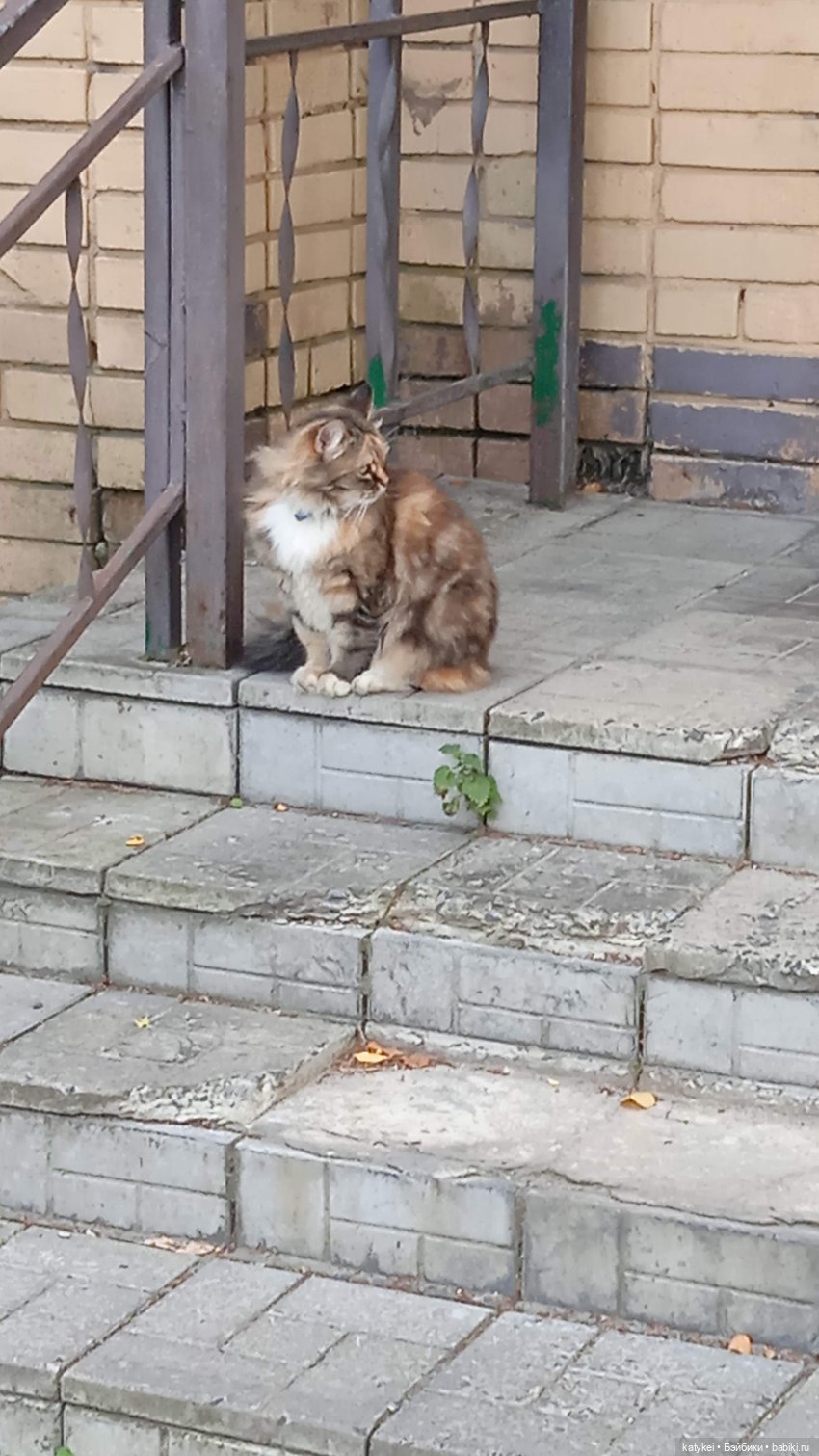 Прогулки по городу с Дримом (фото 3)