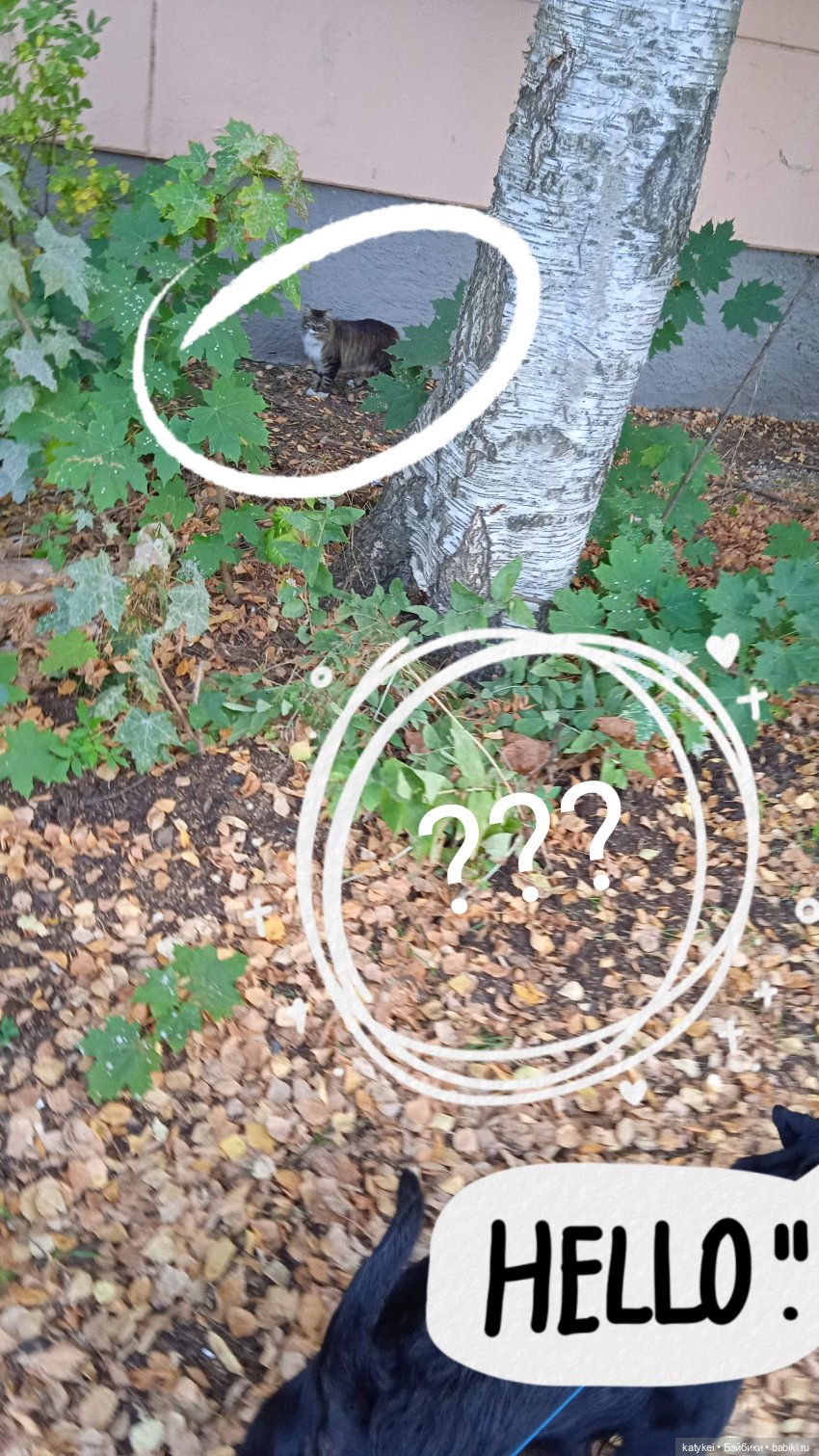 День рыжего кота и кленового листа (фото 3)