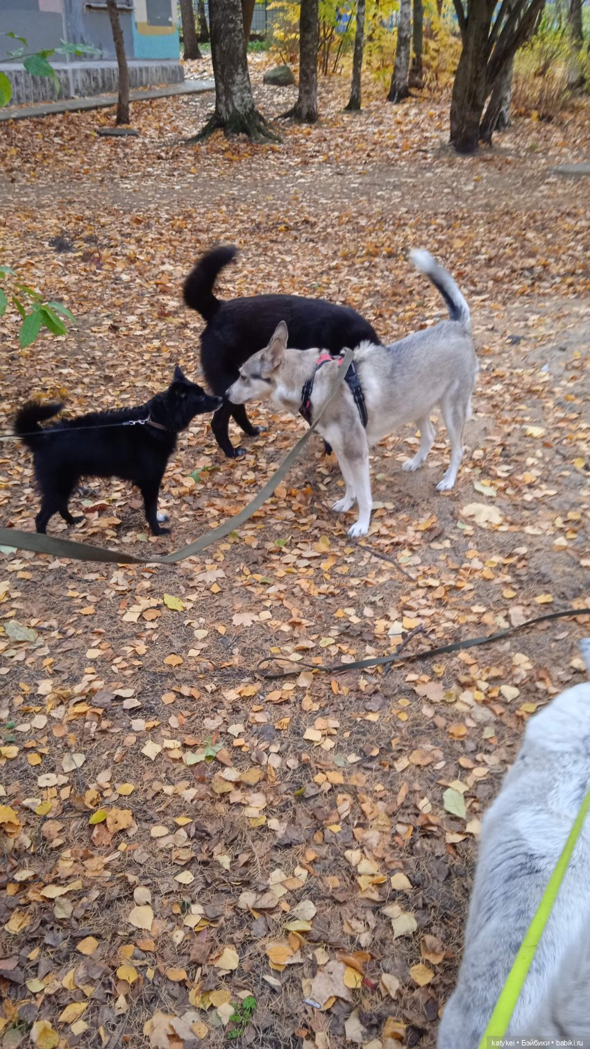 Кураж. Ответственное задание (фото 2)