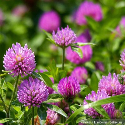 Занимательное сеноведение с Мираж (фото 3)