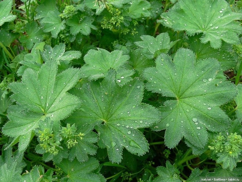 Занимательное сеноведение с Мираж (фото 5)