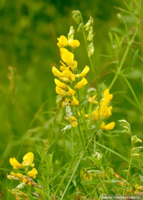 Занимательное сеноведение с Мираж (фото 4)