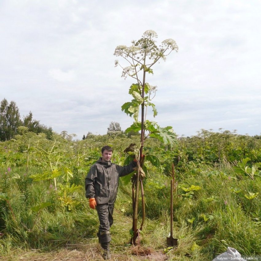 Занимательное сеноведение с Мираж (фото 8)