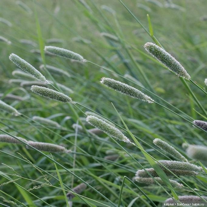 Занимательное сеноведение с Мираж (фото 2)