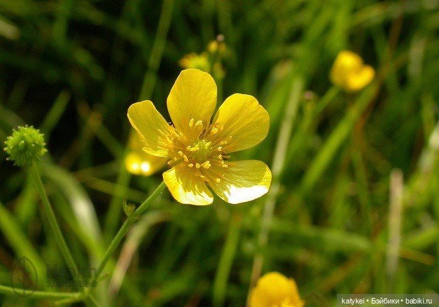 Занимательное сеноведение с Мираж (фото 6)
