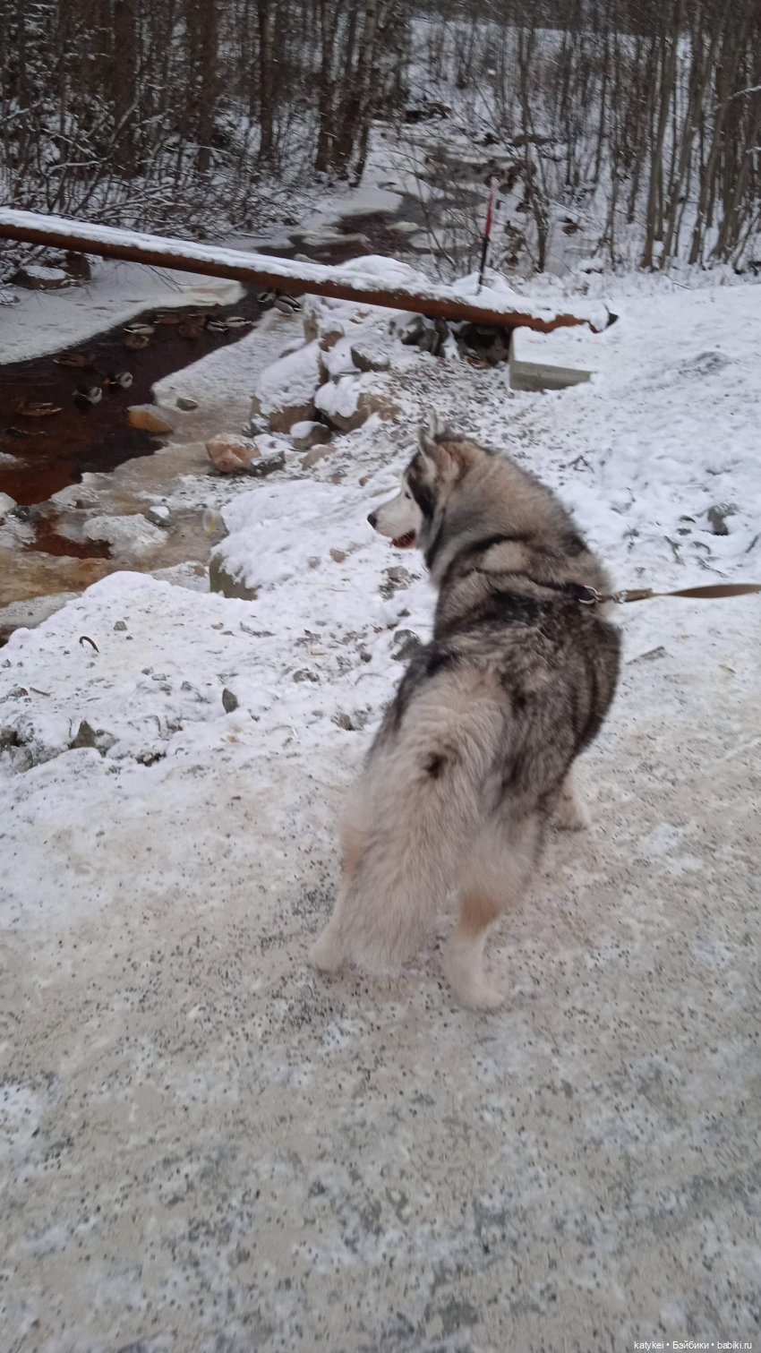 Акела прогульнулся — Коллекционные игрушки и фигурки: Lego (фото 3)