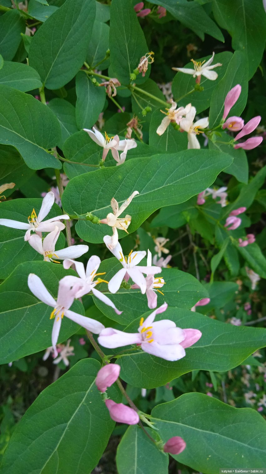 Куто и цветочки — Разные шарнирные куклы (не БЖД): редкие (фото 5)