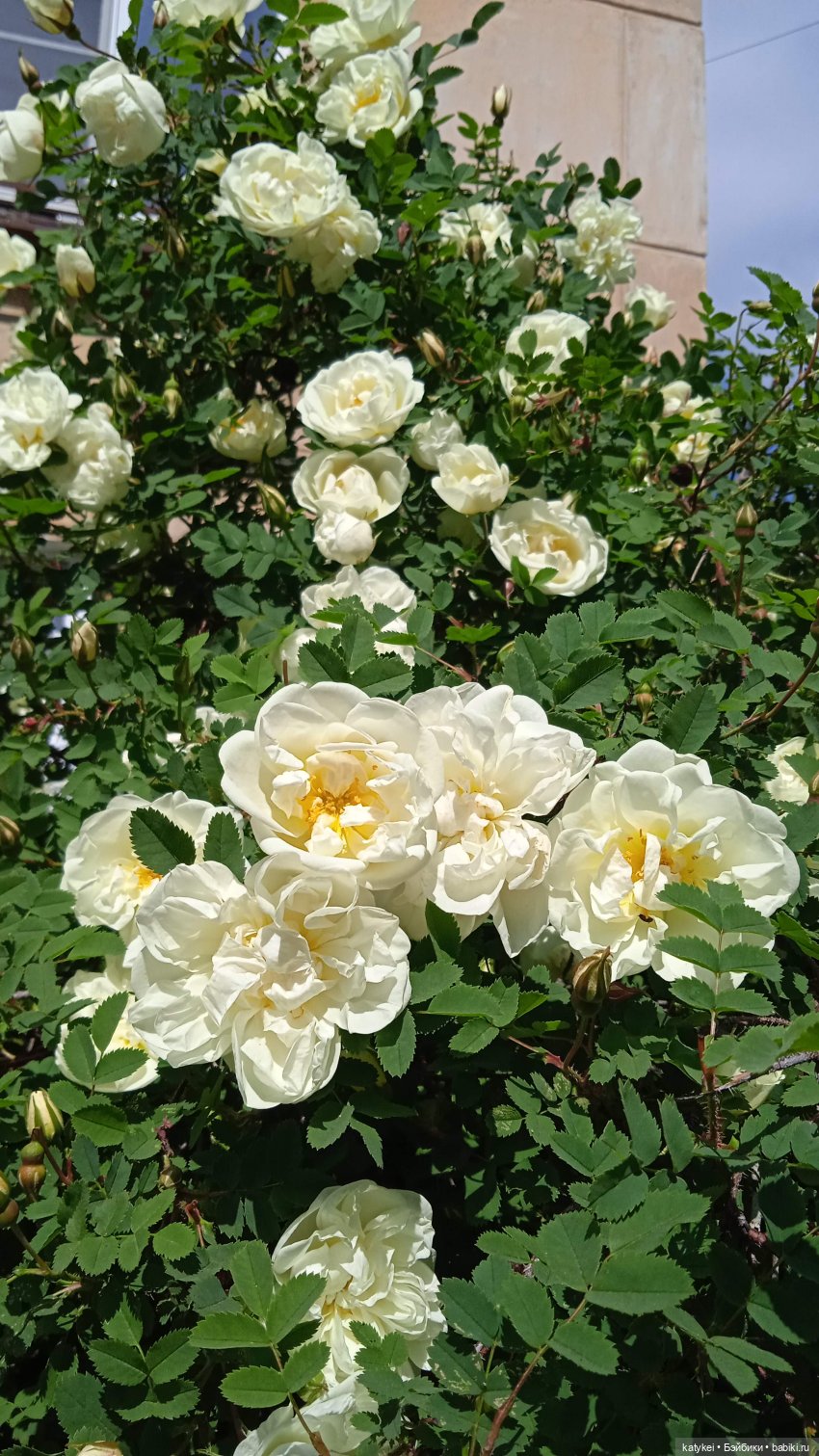 Куто и цветочки — Разные шарнирные куклы (не БЖД): редкие (фото 7)