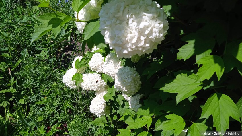 Куто и цветочки — Разные шарнирные куклы (не БЖД): редкие (фото 6)