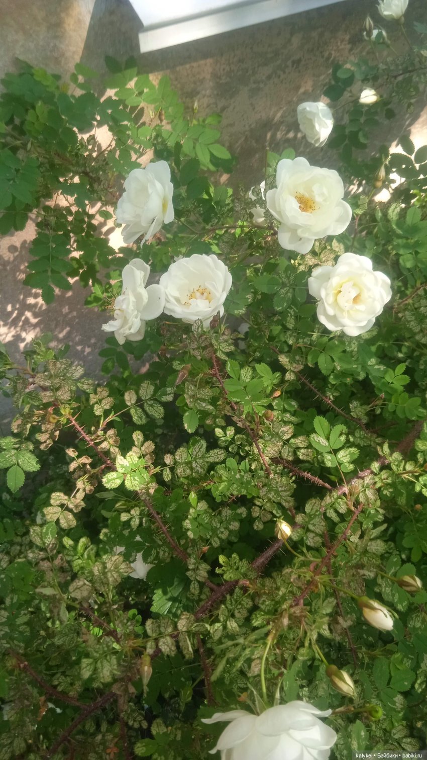 Куто и цветочки — Разные шарнирные куклы (не БЖД): редкие (фото 9)