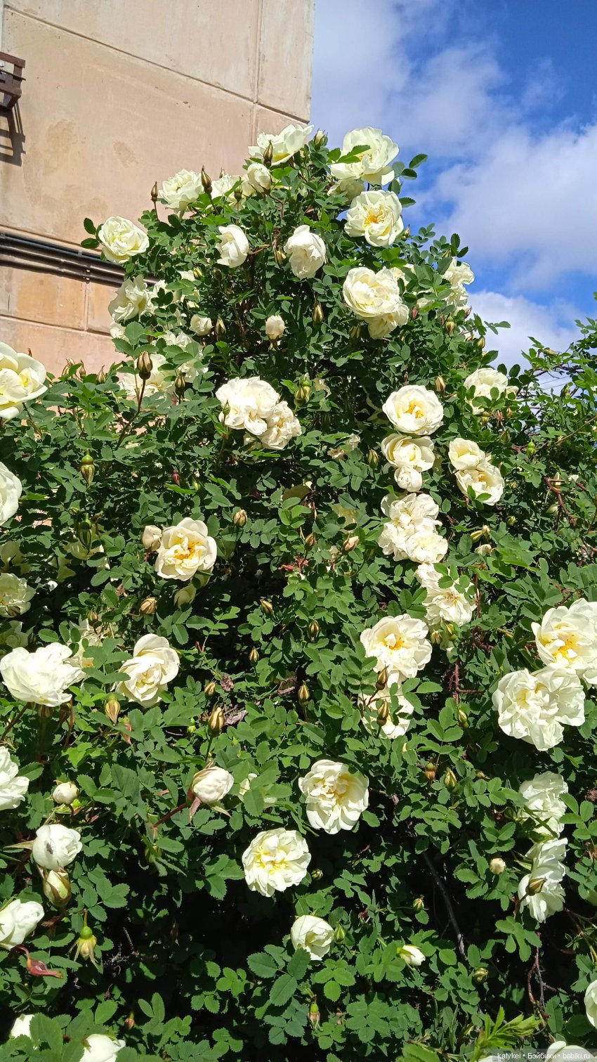 Куто и цветочки — Разные шарнирные куклы (не БЖД): редкие (фото 8)