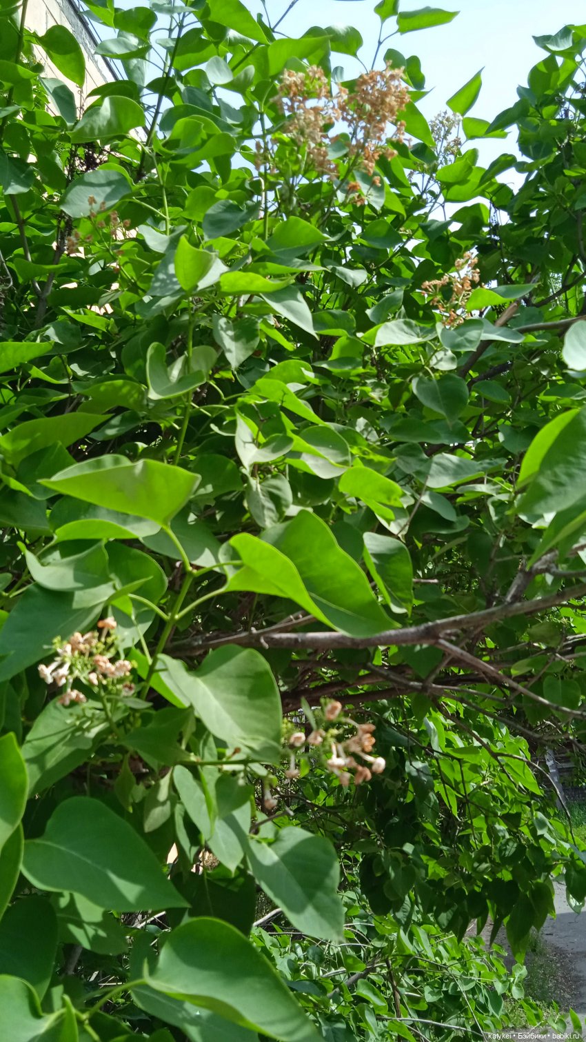 Куто и цветочки — Разные шарнирные куклы (не БЖД): редкие