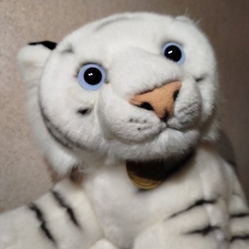 День тигра 2025