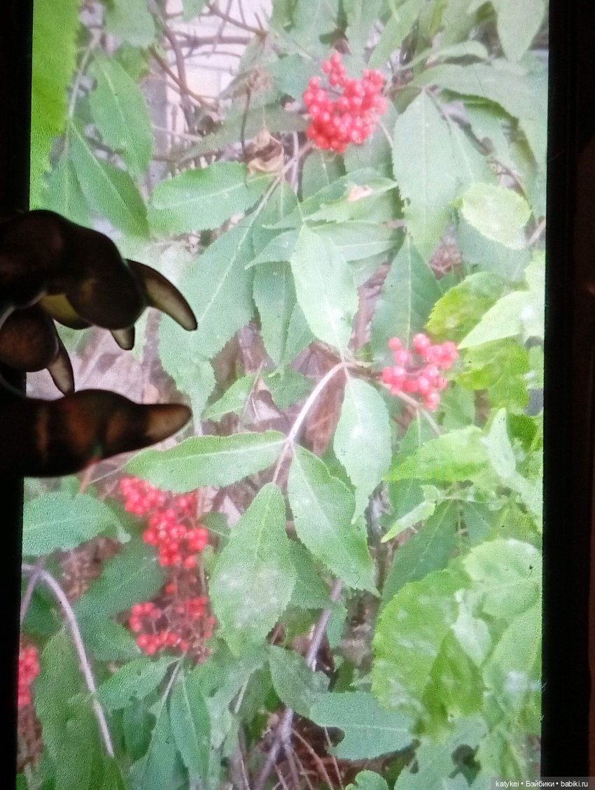 Махох сочиняет и Ко — Кукольные фотоистории и сериалы: комиксы (фото 9)