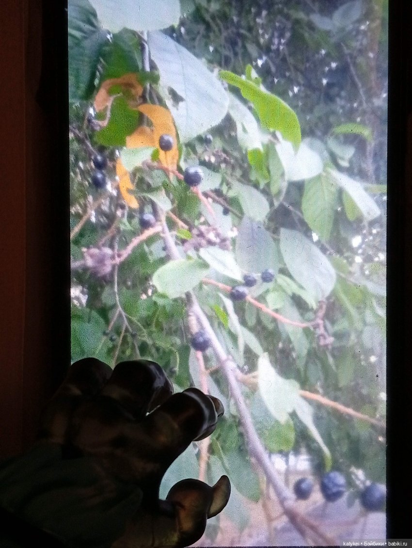 Махох сочиняет и Ко — Кукольные фотоистории и сериалы: комиксы (фото 8)