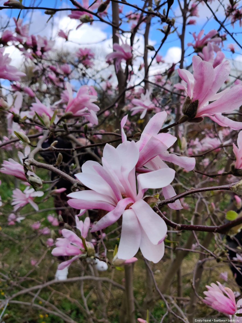 Путешествие в город Канта