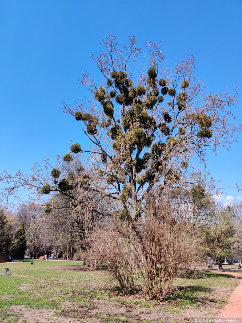 Путешествие в город Канта
