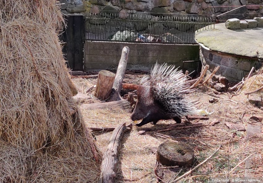 Путешествие в город Канта