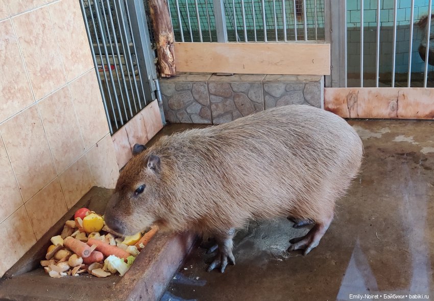 Путешествие в город Канта