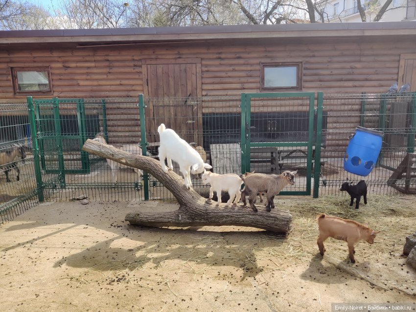 Путешествие в город Канта