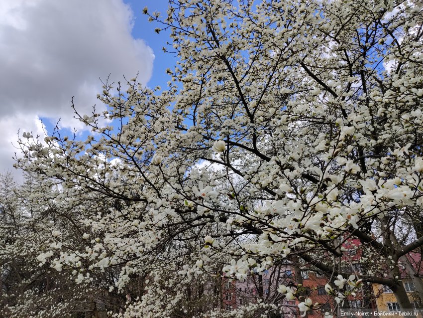 Путешествие в город Канта