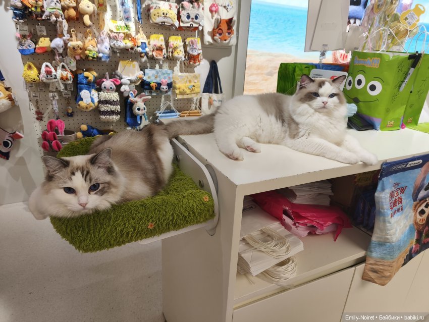 Шанхайский полдень: Пора домой