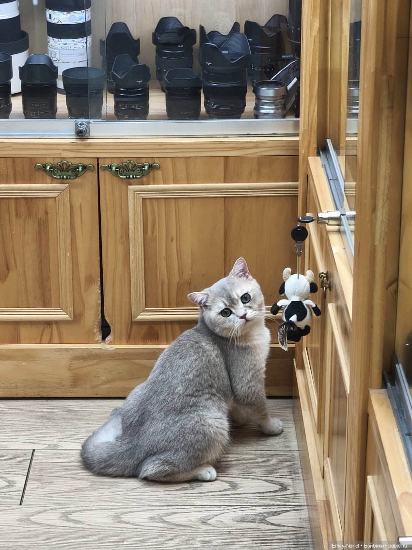 Шанхайский полдень: Пора домой